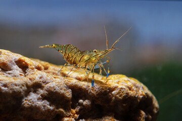 funny peaceful dwarf saltwater rockpool shrimp Palaemon elegans in Black Sea marine biotope aquarium, invasive dangerous species specimen search for food on coquina live rock stone, ecology threat