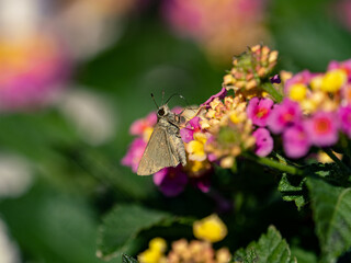 Macro of a little swift butterfly on flowers near Yokohama, Japan