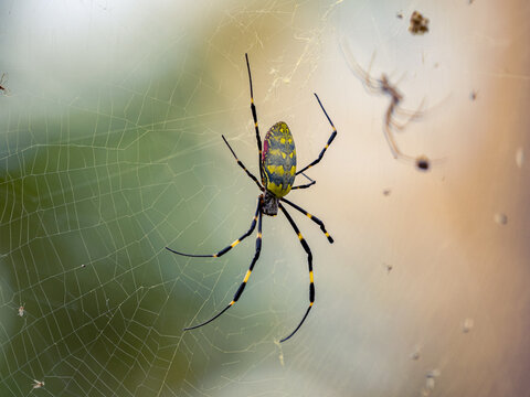 Selective focus shot of a Joro Spider on web