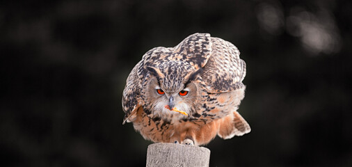 Eurasian Eagle Owl - 494553005