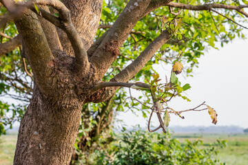 Fototapeta na wymiar Barringtonia acutangula tree trunk with branches and leaves close up shot