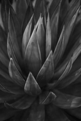 Grayscale shot of Agave tequilana growing in a garden in the daylight
