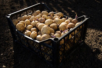 Potatoes for planting in the ground in boxes