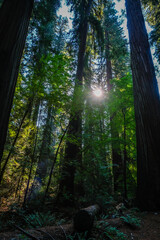 Richardson Grove, Redwoods, trees, forest sun filtering liht