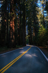 Richardson Grove, redwoods, forest, road, trees, giant trees