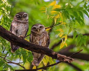 Pair of spotted owls resting on a tree one sleeping other keeping an eye