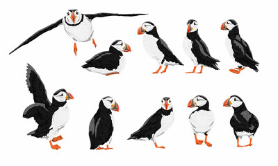 Atlantic puffin set. Realistic Fratercula arctica or common puffin birds in different poses. Vector birds