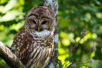 Barn Owl Perched In A High Tree With Green background Closeup Face - Corkscrew Swamp Sanctuary South Florida