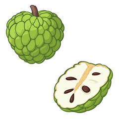 Cherimoya, whole fruit and half. Vector illustration of a fruit isolated on a white background.