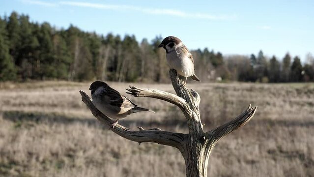 Eurasian tree sparrows crowd together on a branch in slow motion.