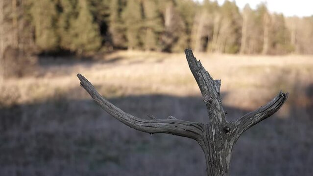 Cute songbird makes a nice landing at sunset on a dead tree branch.