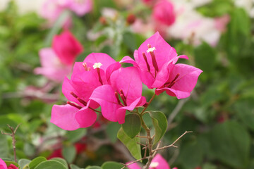 closeup of bougainvillea flower