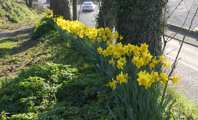 Lovely Bunch of Beautiful Yellow Daffodils growing along the road