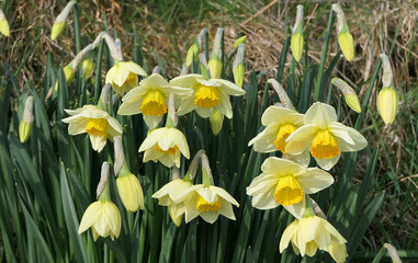 Fototapeta na wymiar Lovely Bunch of Beautiful Yellow Daffodils growing in walled