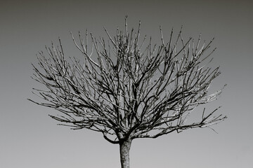 Obraz premium silhouette of a tree