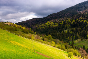 mountainous countryside in spring. beautiful nature scenery with rolling hills, forested slopes and grassy valleys on a sunny morning with clouds on the sky