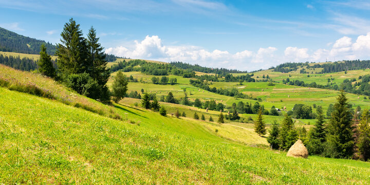 mountainous rural landscape on a sunny day. trees and fields on the grassy hills. bright summer day with fluffy clouds on the sky