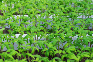 tomato seedlings growing in a greenhouse - selective focus