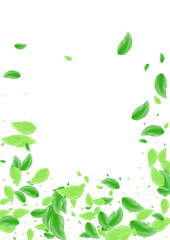 Green Foliage Background White Vector. Vegetation Realistic Illustration. Garden Texture. Greenish Nature Card. Leaf Drink.