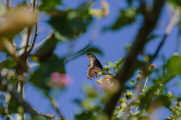 butterfly on tree