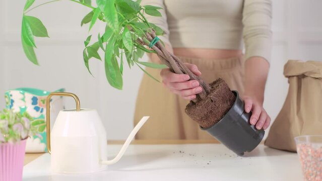 Woman takes out small tree from the pot with soil and transplants