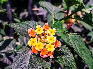 West Indian latana, panchphooli, Lantana camara 