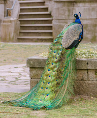 Obraz premium colourful peacock