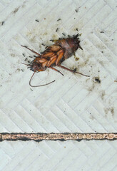 a dead cockroach infested with tiny black ants on the dirty blue tile floor