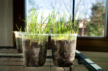 Growing onions. Fresh sprouts of leek or green onion. Young leek seedling growing in plastic...