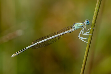 blue dragonfly on a green leaf