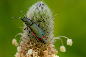 malachius bipustulatus