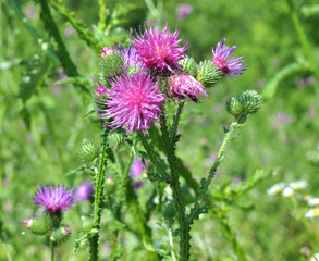 Thistle (Carduus acanthoides) grows in nature in summer