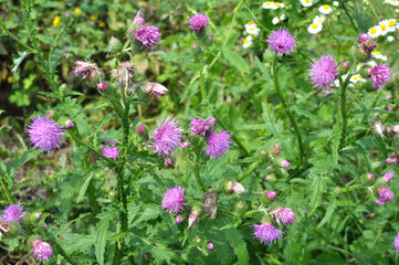 Obraz premium Thistle (Carduus acanthoides) grows in nature in summer