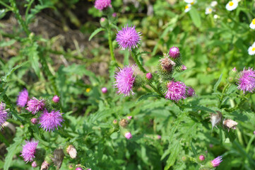 Thistle (Carduus acanthoides) grows in nature in summer