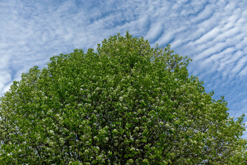 Fototapeta premium Blooming spring tree against blue sky with clouds. 