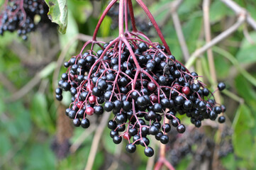 Bunch of elderberries with ripe berries