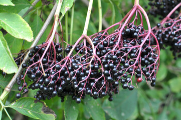 Bunch of elderberries with ripe berries