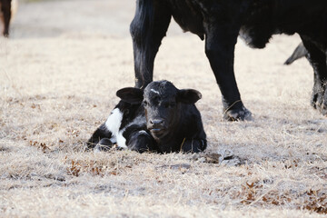 Cute calf on farm laying on dry grass.