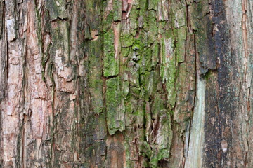 木の表面　大きな杉皮は質感のある自然テクスチャ