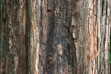 Obraz premium 木の表面 大きな杉皮は質感のある自然テクスチャ