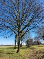 Wald im zeitigen Frühjahr. Laubbäume. Die Äste sind kahl. Die Baumwipfel sind blattlos. Ein verzweigter Baum aus altem Holz. Wege, die durch den Park führen. Feld mit landwirtschaftlichen Flächen. 