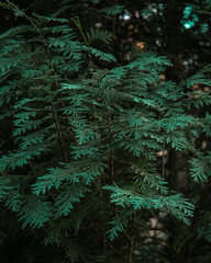 Green fern in the woods