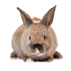 Small rabbit on a white background