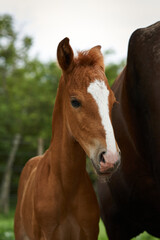 Vertical shot of a brown foal with its mother