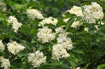 Elderberry blooms in nature