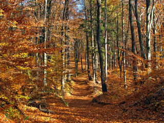 Forest in autumn - fall season in the forest landscape