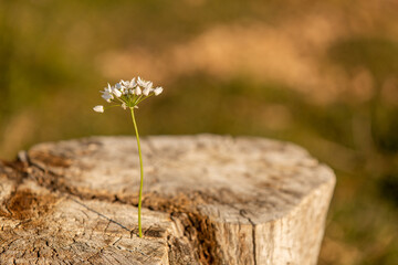 Flower from a cut tree