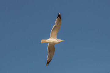 Fototapeta na wymiar A white seagull flying in the air