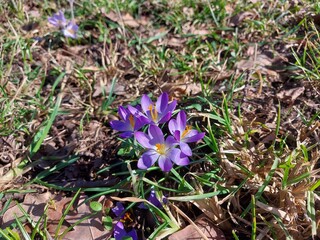 Safran ist ein Fr&uuml;hlingsbote. Hinter den nadelartigen Bl&auml;ttern ragen zarte Bl&uuml;tenbl&auml;tter hervor. Lila Krokus-Bl&uuml;ten. Eine Gew&uuml;rzpflanze. Die bl&uuml;hende Pflanze riecht gut. Es ist eine Zwiebelpflanze.