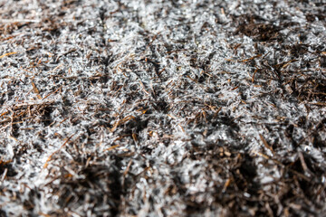 Champignons mushrooms mycellium on a mushroom farm.